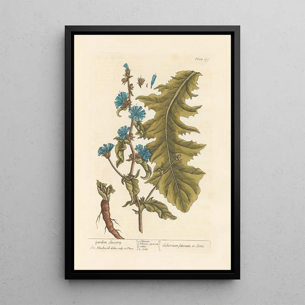 Chicorée de jardín - Elizabeth Blackwell — cuadro enmarcado en la pared