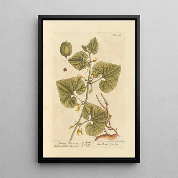 Elizabeth Blackwell - Geeping birthwort.webp