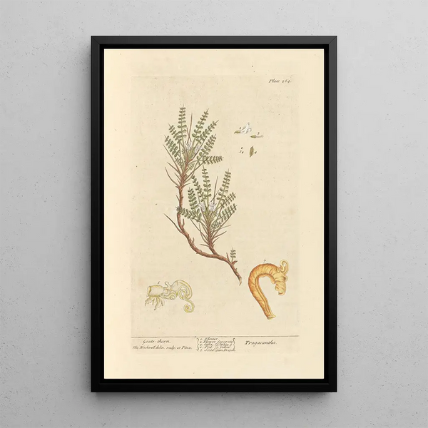Astrágalo - Elizabeth Blackwell — cuadro enmarcado en la pared