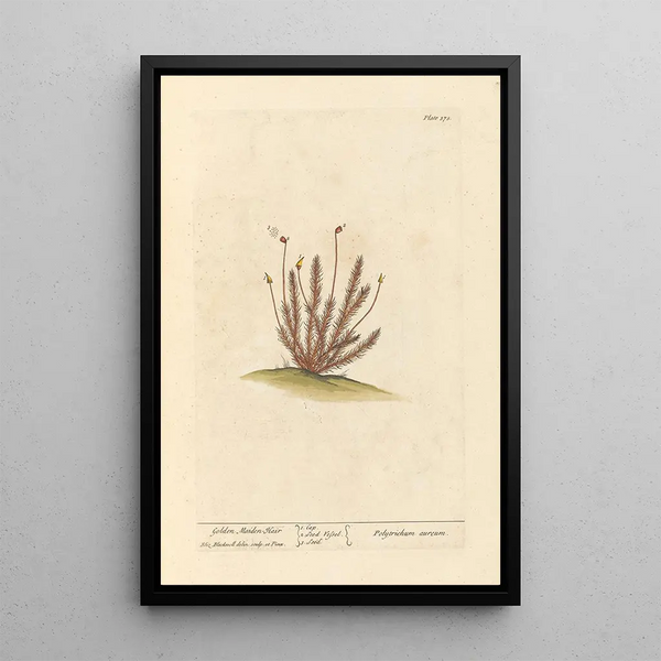 Capillaire doré - Elizabeth Blackwell — cuadro enmarcado en la pared