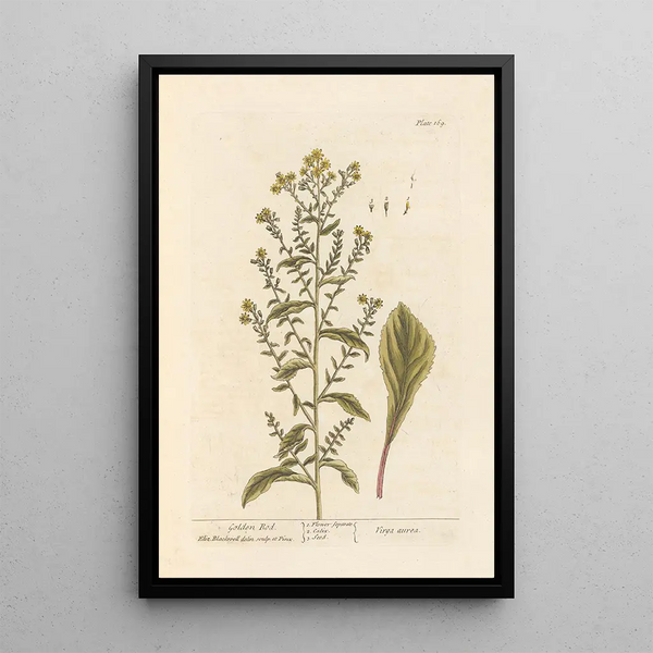 Verge d'or - Elizabeth Blackwell — cuadro enmarcado en la pared