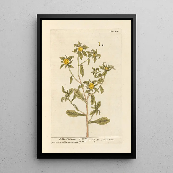 Aster doré - Elizabeth Blackwell — cuadro enmarcado en la pared