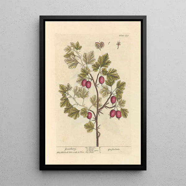 Grosella de caballa - Elizabeth Blackwell — cuadro enmarcado en la pared