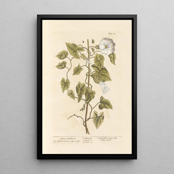 Liseron des haies - Elizabeth Blackwell — cuadro enmarcado en la pared