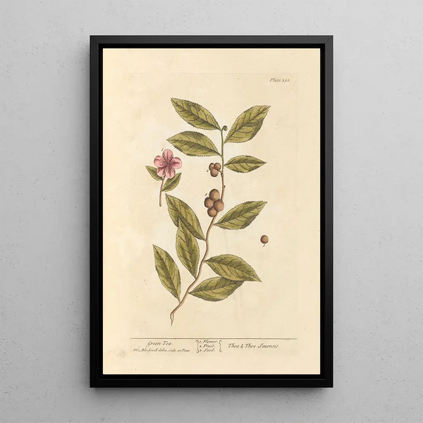 de té verde - Elizabeth Blackwell — cuadro enmarcado en la pared