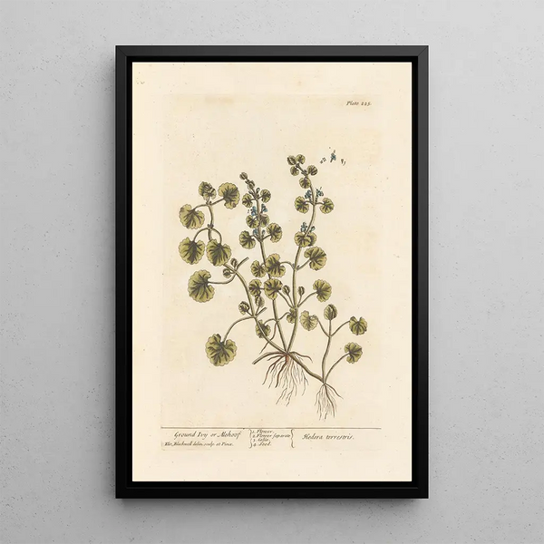 Lierre terrestre ou gléchome - Elizabeth Blackwell — cuadro enmarcado en la pared