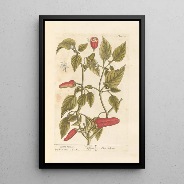 Pimienta de Guinea - Elizabeth Blackwell — cuadro enmarcado en la pared
