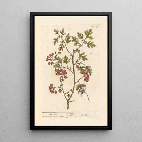 Aubépine - Elizabeth Blackwell — cuadro enmarcado en la pared
