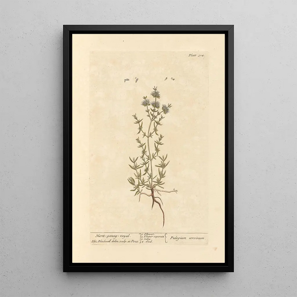 Menthe pouliot - Elizabeth Blackwell — cuadro enmarcado en la pared