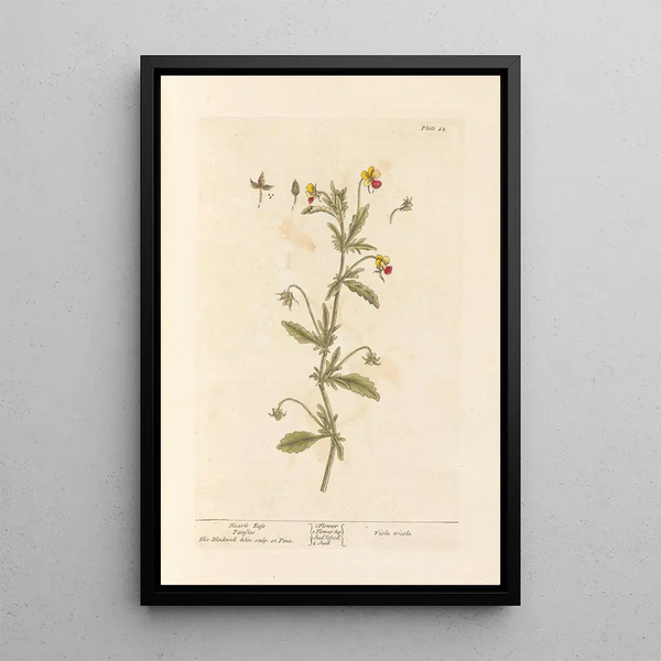 Pensée sauvage - Elizabeth Blackwell — cuadro enmarcado en la pared