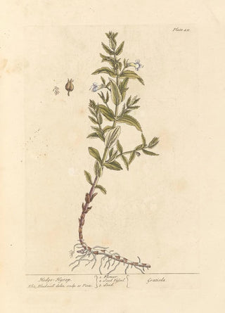 Elizabeth Blackwell - Hedge hyssop.webp