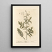 Mostaza de los setos - Elizabeth Blackwell — cuadro enmarcado en la pared