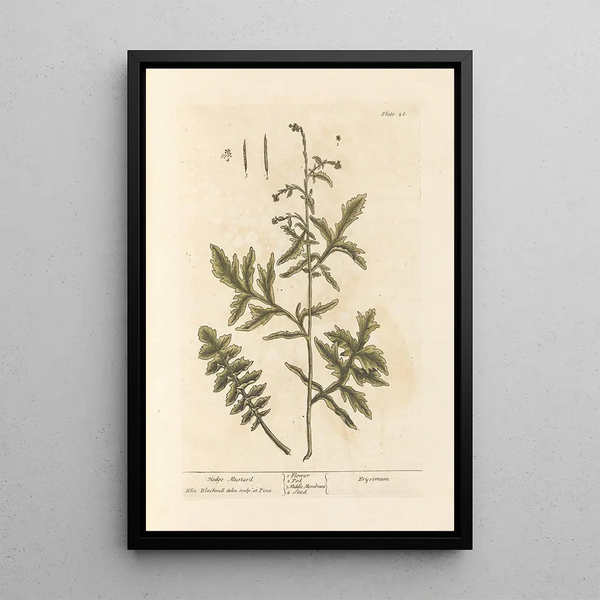 Mostaza de los setos - Elizabeth Blackwell — cuadro enmarcado en la pared