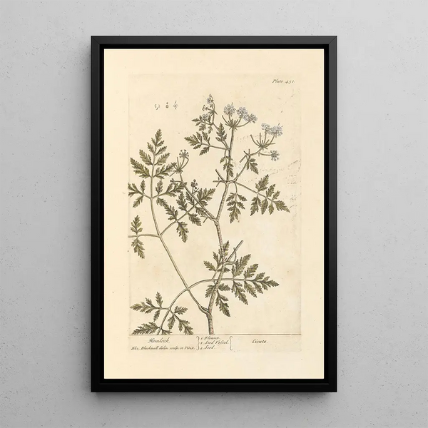 Ciguë Painting - Elizabeth Blackwell — framed artwork on a wall