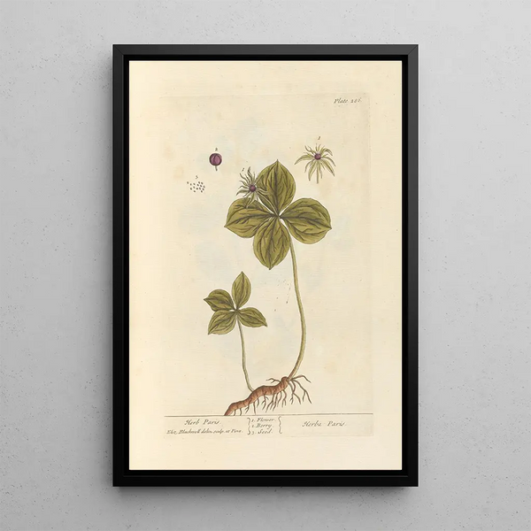 Parisette - Elizabeth Blackwell — framed artwork on a wall