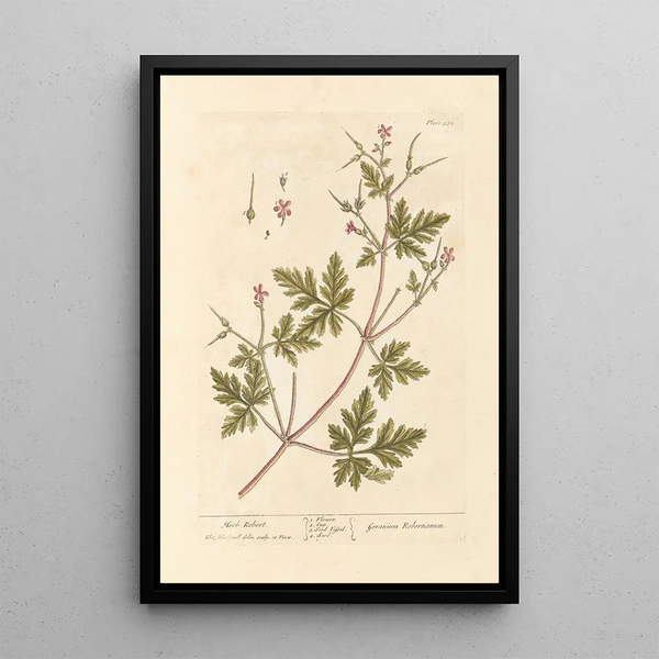 Geranium Herb-Robert - Elizabeth Blackwell — framed artwork on a wall