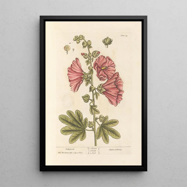 Rose trémière - Elizabeth Blackwell — framed artwork on a wall