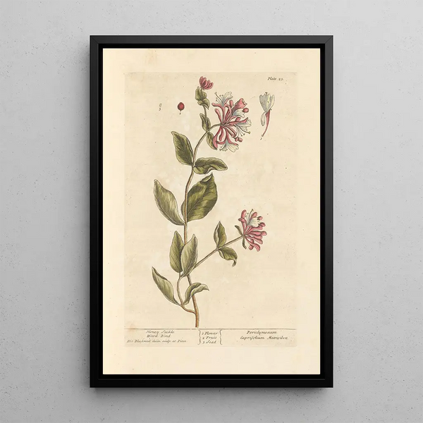 Chèvrefeuille Painting - Elizabeth Blackwell — framed artwork on a wall