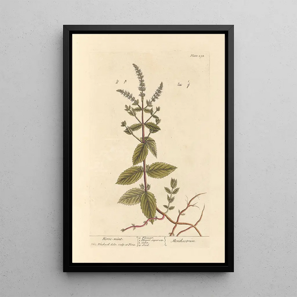 Mint Horse Painting - Elizabeth Blackwell — framed artwork on a wall