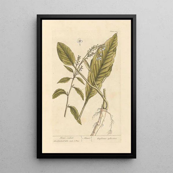 Horseradish - Elizabeth Blackwell — framed artwork on a wall