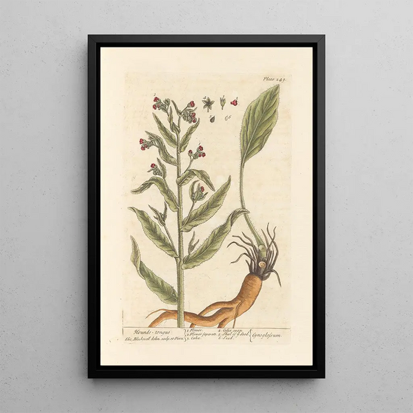 Cynoglosse - Elizabeth Blackwell — framed artwork on a wall