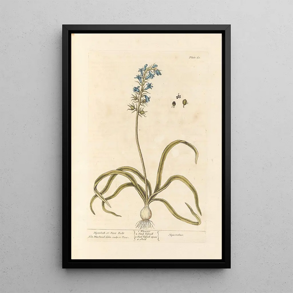 Hyacinth or Bellflower - Elizabeth Blackwell — framed artwork on a wall