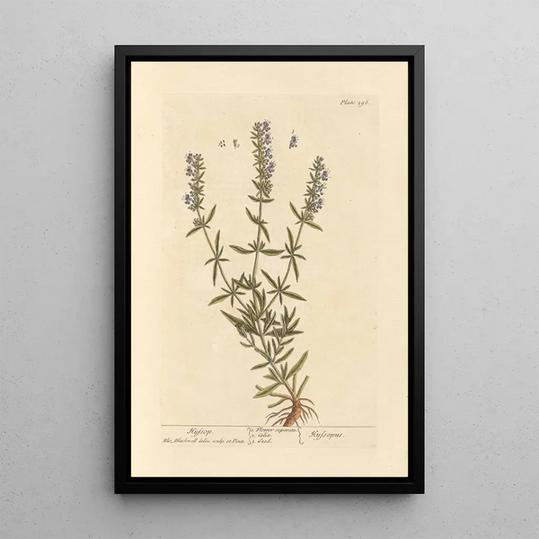 Hysope - Elizabeth Blackwell — framed artwork on a wall
