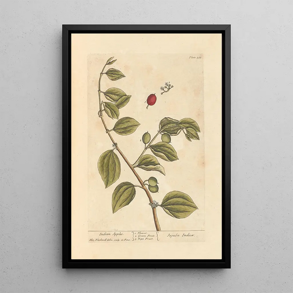 Apples of Gold - Elizabeth Blackwell — framed artwork on a wall