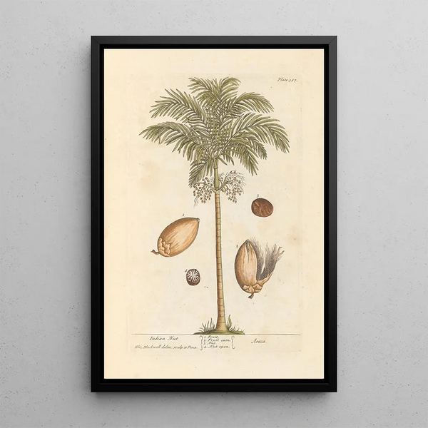 Noix d'Inde - Elizabeth Blackwell — framed artwork on a wall