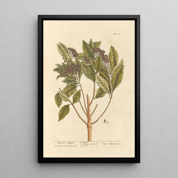 Pepper of Jamaica - Elizabeth Blackwell — framed artwork on a wall