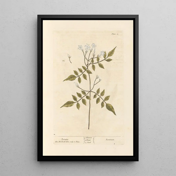 Jasmin - Elizabeth Blackwell — framed artwork on a wall