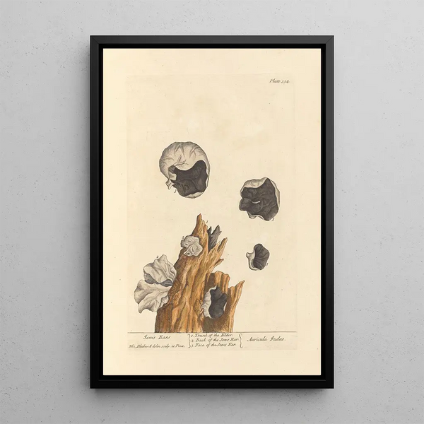 Oreilles de Judas - Elizabeth Blackwell — framed artwork on a wall