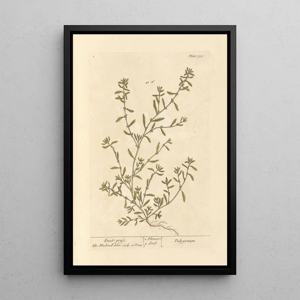 Renouée - Elizabeth Blackwell — framed artwork on a wall
