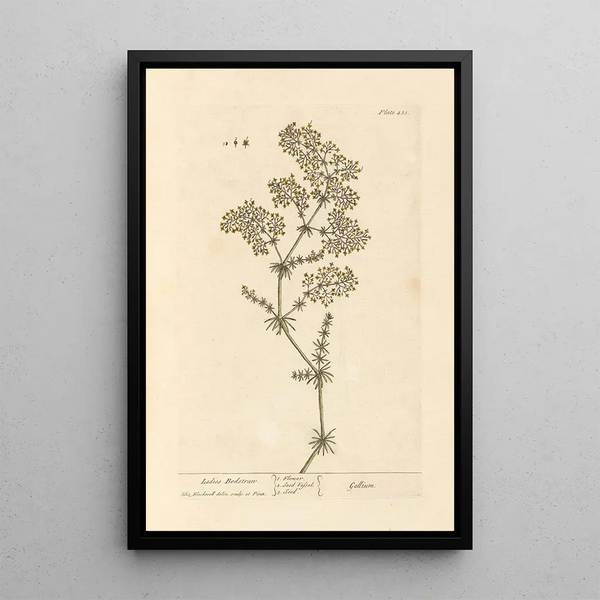 Caille-lait - Elizabeth Blackwell — framed artwork on a wall