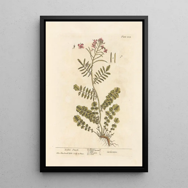 Cardamine des prés - Elizabeth Blackwell — framed artwork on a wall