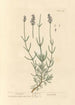 Lavanda - Elizabeth Blackwell — vista de la obra
