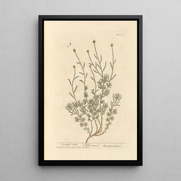 Santoline Painting - Elizabeth Blackwell — framed artwork on a wall