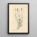 Lavanda - Elizabeth Blackwell — cuadro enmarcado en la pared