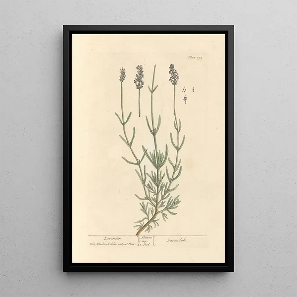Lavender Painting - Elizabeth Blackwell — framed artwork on a wall