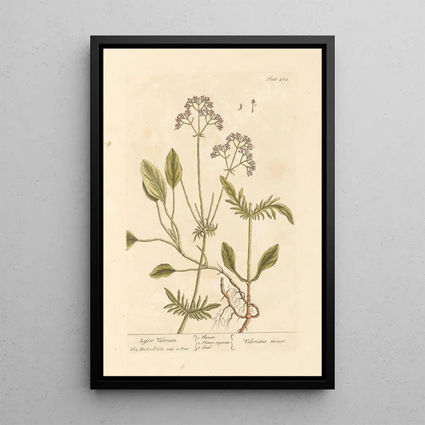 Pequeña valeriana - Elizabeth Blackwell — cuadro enmarcado en la pared