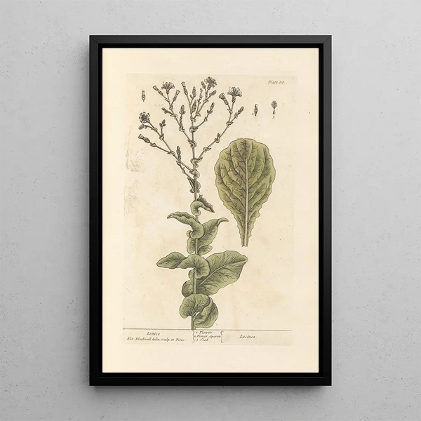Lechuga - Elizabeth Blackwell — cuadro enmarcado en la pared