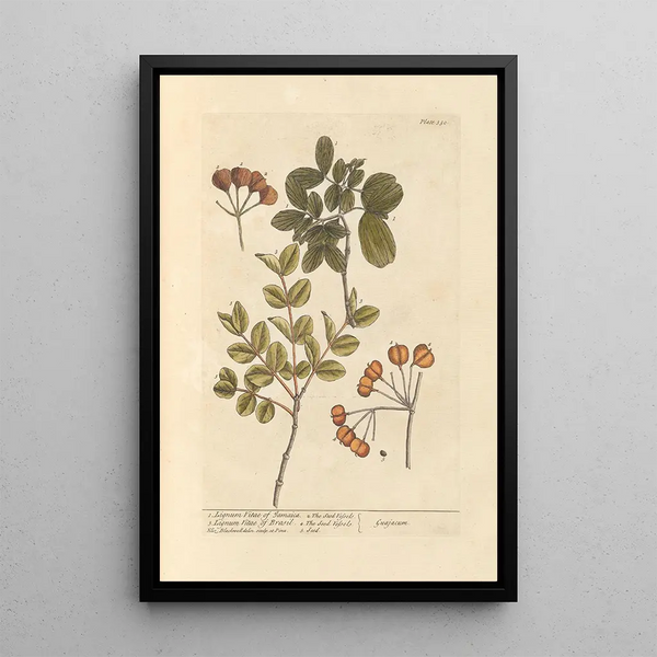 de Madera de la Vida de Jamaica, Madera de la Vida de Brasil - Elizabeth Blackwell — cuadro enmarcado en la pared