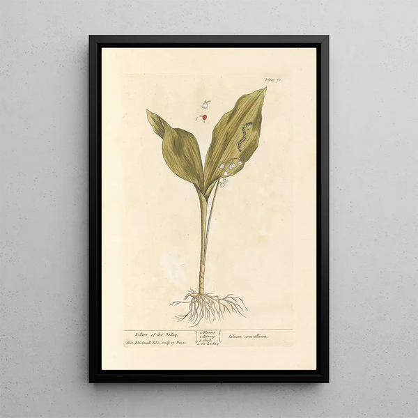 Muguet - Elizabeth Blackwell — cuadro enmarcado en la pared