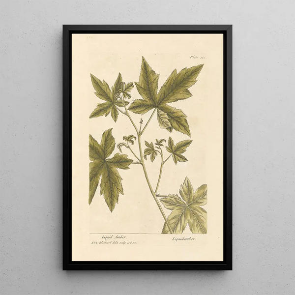 Copalme - Elizabeth Blackwell — cuadro enmarcado en la pared