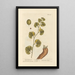 Aristoloche longue - Elizabeth Blackwell — framed artwork on a wall