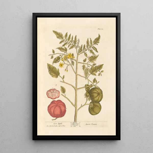 Caramelo de manzana - Elizabeth Blackwell — cuadro enmarcado en la pared