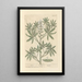 Lupin - Elizabeth Blackwell — cuadro enmarcado en la pared