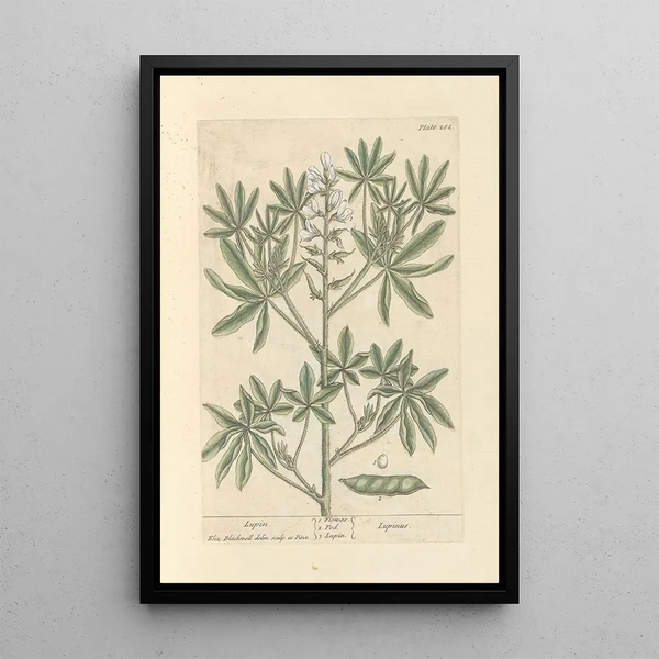 Lupin - Elizabeth Blackwell — cuadro enmarcado en la pared