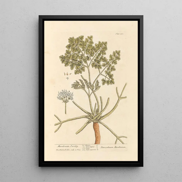 Persil macedonien - Elizabeth Blackwell — cuadro enmarcado en la pared
