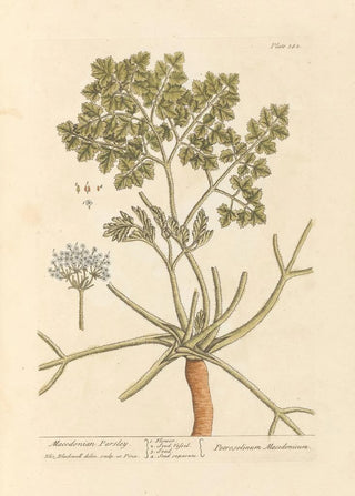 Elizabeth Blackwell - Macedonian parsley.webp